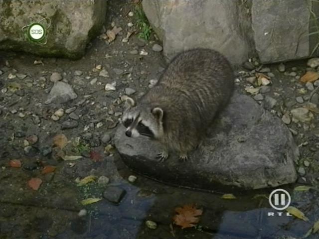 tiere_schaudichschlau_080323_073.jpg
