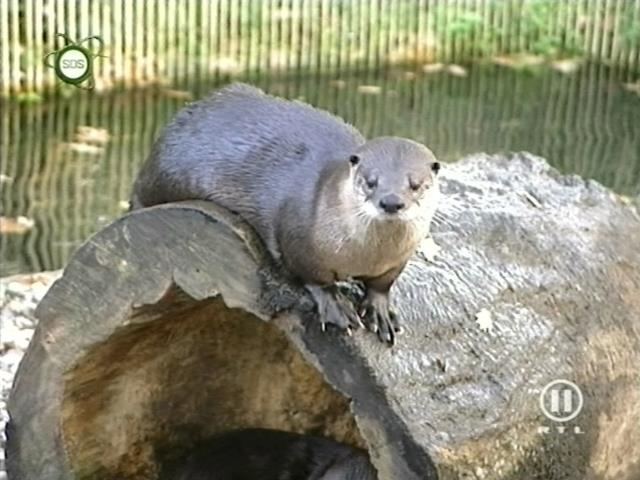 tiere_schaudichschlau_080323_074.jpg