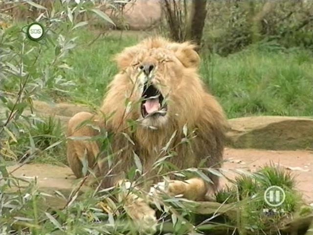 tiere_schaudichschlau_080323_082.jpg