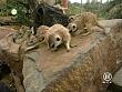 tiere_schaudichschlau_080323_014.jpg