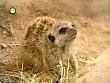 tiere_schaudichschlau_080323_016.jpg