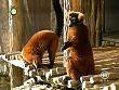 tiere_schaudichschlau_080323_048.jpg