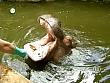 tiere_schaudichschlau_080323_062.jpg