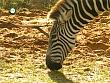 tiere_schaudichschlau_080323_068.jpg
