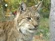 tiere_schaudichschlau_080323_070.jpg