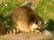 tiere_schaudichschlau_080323_071.jpg
