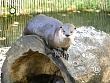 tiere_schaudichschlau_080323_074.jpg