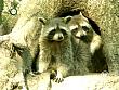 tiere_schaudichschlau_080323_079.jpg