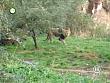 tiere_schaudichschlau_080323_081.jpg