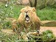 tiere_schaudichschlau_080323_082.jpg