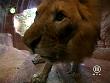 tiere_schaudichschlau_080323_090.jpg